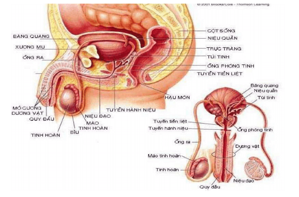 Cấu tạo bộ phận sinh dục nam