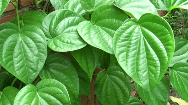 dung dịch vệ sinh nam Serenys chiết xuất từ lá trầu không