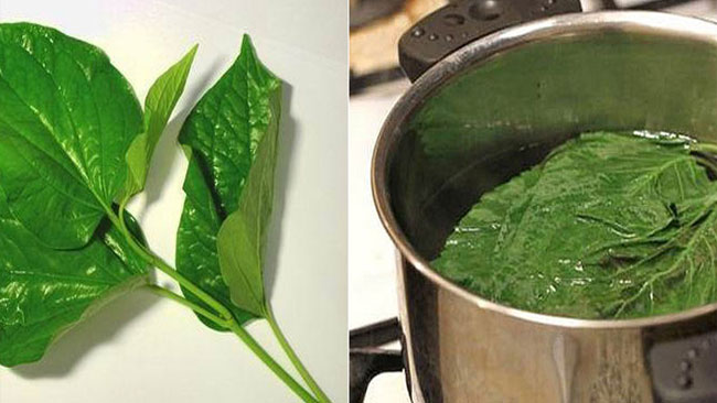 Trị nấm bẹn bằng cách tắm lá trầu không