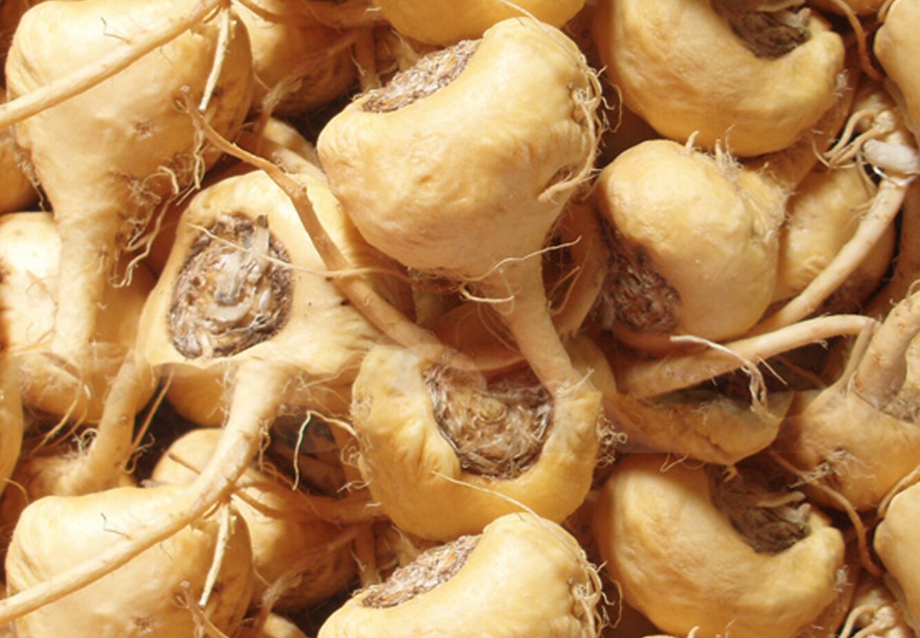 Maca - hỗ trợ chữa yếu sinh lý hiệu quả